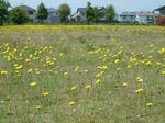 P20110521-tanpopo.JPG