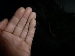 P20110605-hotaru-3.JPG
