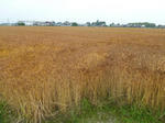P20110613-mugibatake-1.JPG
