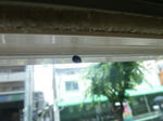 P20110617-tentoumushi.JPG