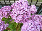 P20110624-ajisai-1.JPG