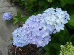 P20110624-ajisai-2.JPG