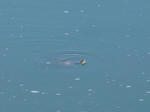P20110715-turtle.JPG