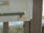 P20110725-tombo.JPG