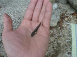 P20110727-gori.JPG