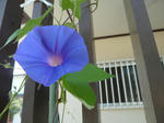 P20110813-asagao.JPG