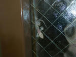 P20110904-yamori-1.JPG