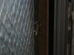 P20110904-yamori-2.JPG