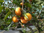 P20111021-persimmon.JPG