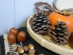 P20111113-matsu-bokkuri.JPG