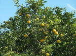 P20111217-fruit-1.JPG