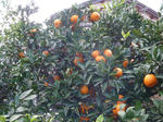 P20111217-fruit-2.JPG