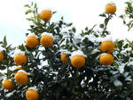 P20120112-snow-2.JPG