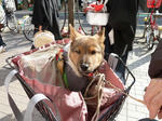 P20120116-dog.JPG