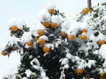 P20120218-snow-3.JPG