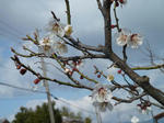P20120326-ume.JPG