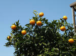 P20120404-mikan.JPG
