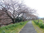 P20120406-sakura-1.JPG