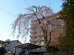 P20120406-sakura-3.JPG