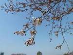 P20120409-sakura.JPG