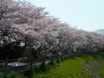 P20120412-sakura-1.JPG