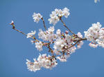 P20120412-sakura-2.JPG