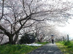 P20120412-sakura-3.JPG