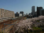 P20120412-sakura-4.JPG