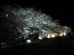 P20120413-yozakura-2.JPG