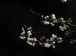 P20120413-yozakura-3.JPG