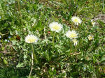 P20120419-spring-2.JPG