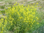 P20120419-spring-3.JPG