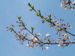 P20120419-spring-6.JPG
