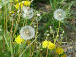 P20120511-tanpopo-1.JPG