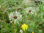 P20120511-tanpopo-2.JPG