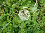 P20120511-tanpopo-3.JPG