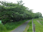 P20120515-hazakura.JPG