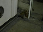 P20120529-mushi-2.JPG
