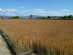 P20120606-mugibatake-1.JPG