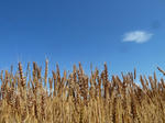 P20120606-mugibatake-2.JPG