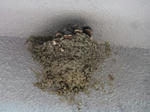 P20120615-tsubame-1.JPG