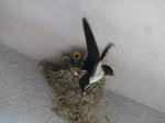 P20120615-tsubame-2.JPG