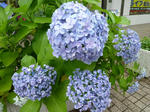 P20120621-ajisai-1.JPG