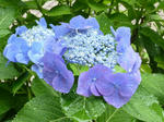 P20120621-ajisai-2.JPG