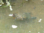P20120723-turtle.JPG