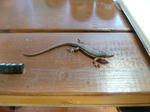 P20120725-tokage.JPG