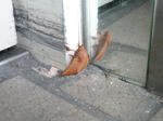 P20120815-sanagi.JPG