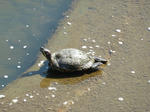 P20120816-turtle.JPG