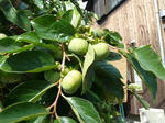 P20120831-last-august-1.JPG