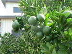 P20120831-last-august-2.JPG